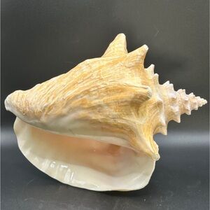Vintage Pink & Cream Toned Natural Conch Shell, Nautical Beach Seashell Decor